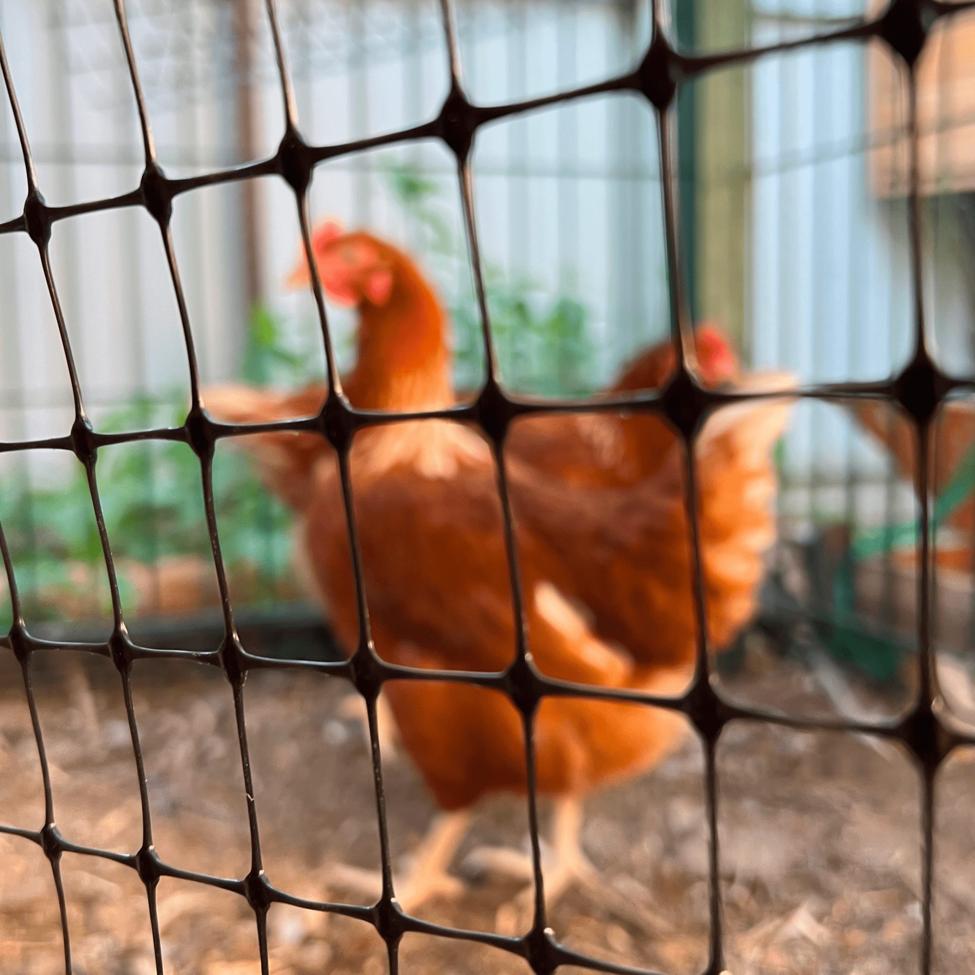 Универсальная сетка Alfasetka 2х50